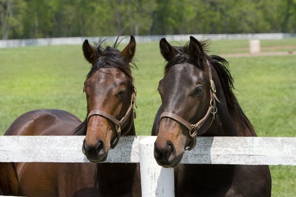 Thoroughbreds-at-fence